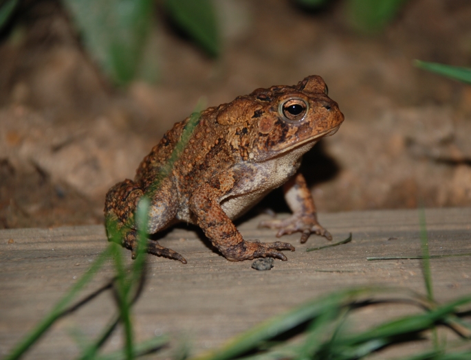 American_Toad_2